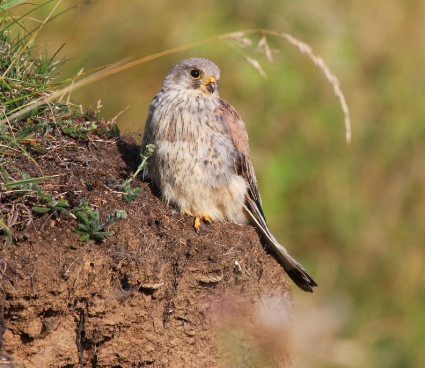  Kestrel © Richard Baines 