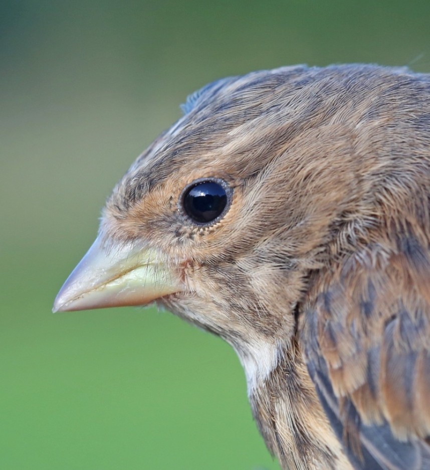 Linnet © Dan Lombard