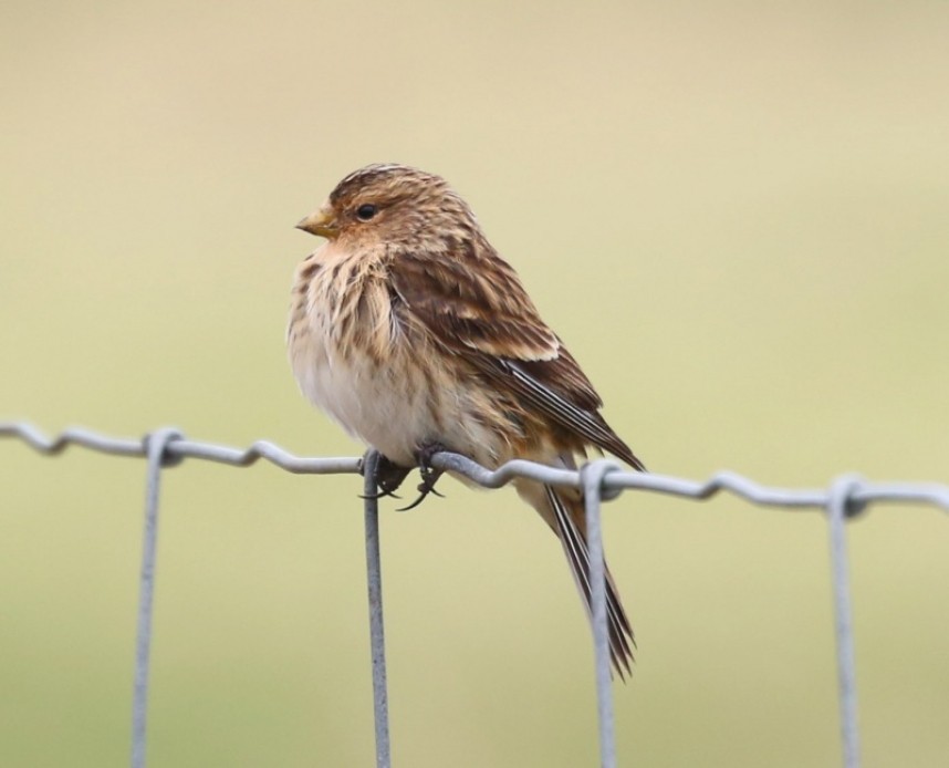  Twite © Richard Baines