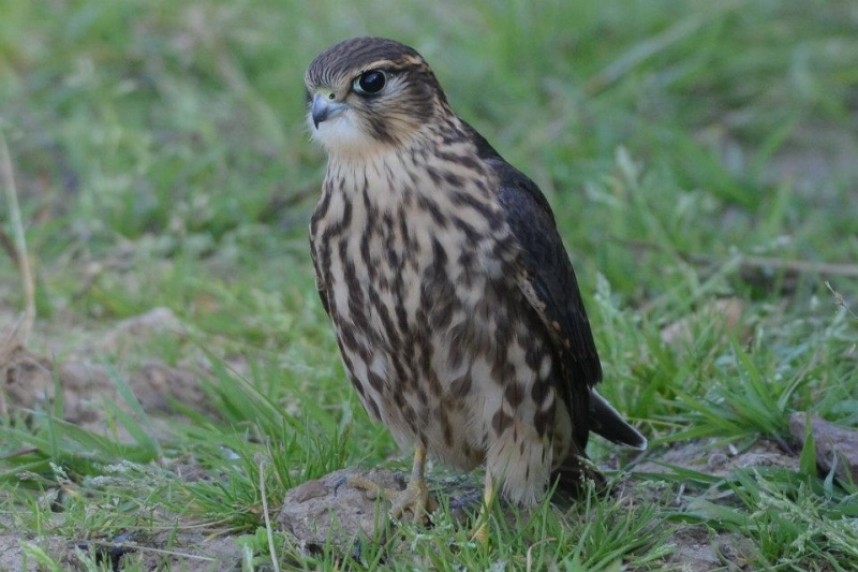  Merlin © Andy Hood 