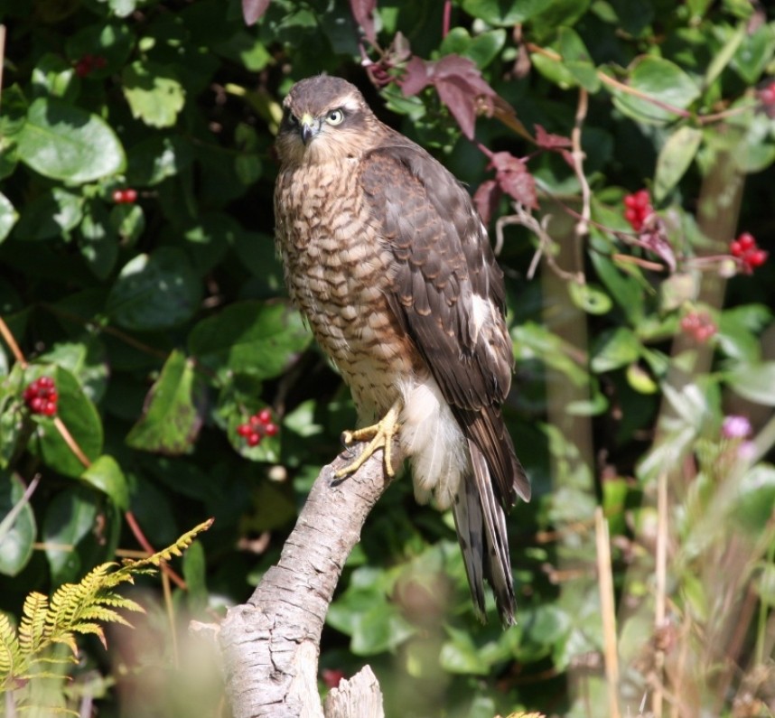  Sparrowhawk © Richard Baines