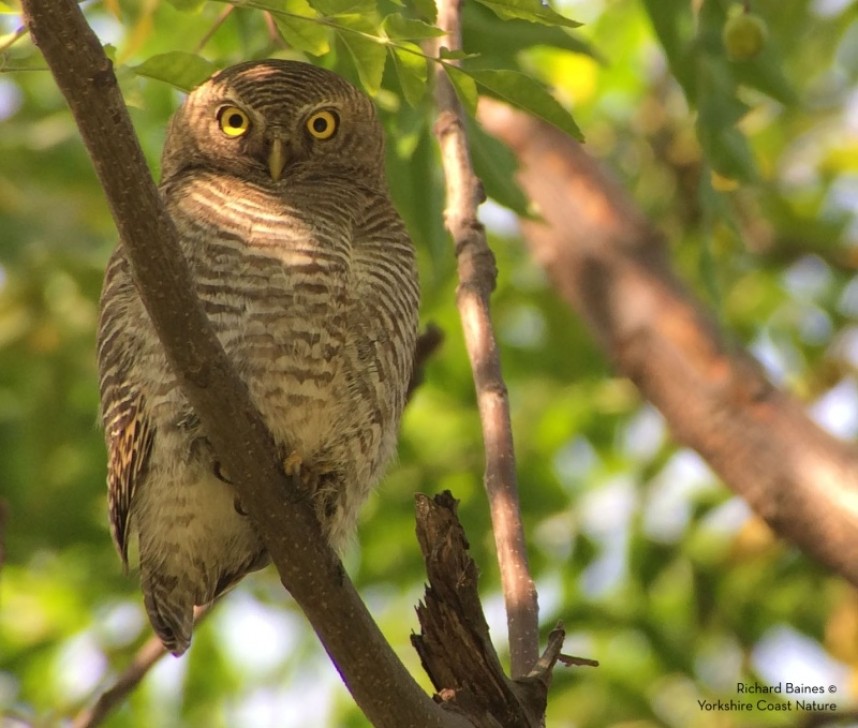  Jungle Owlet at Jungle Jim's Retreat © Richard Baines 