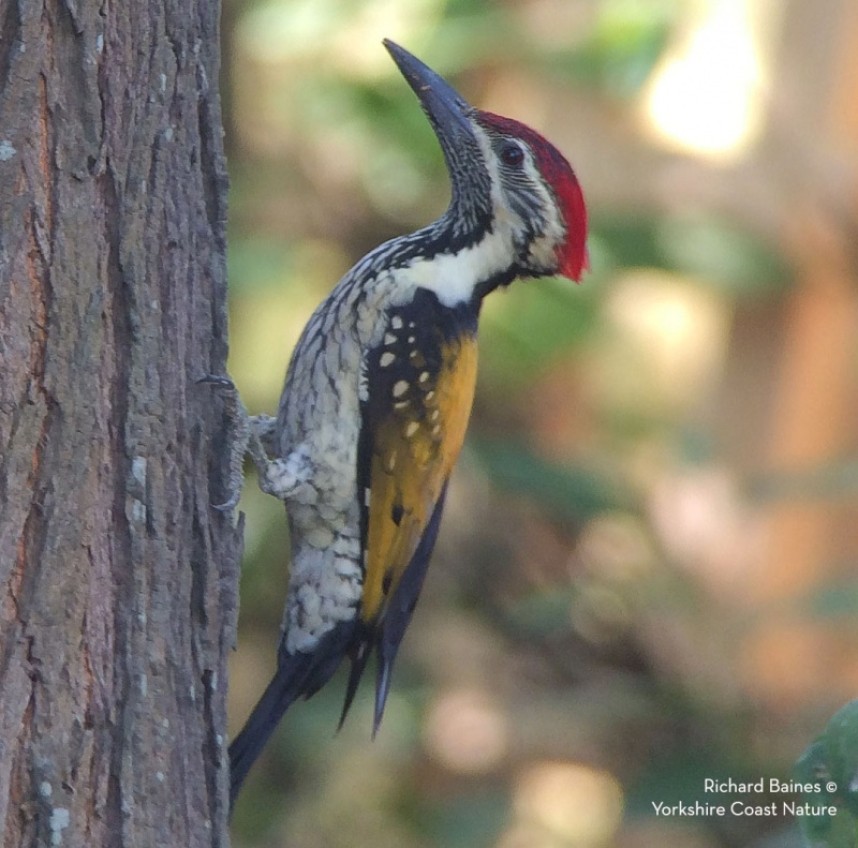  Black-rumped Flameback at Jungle Jim's Retreat © Richard Baines 