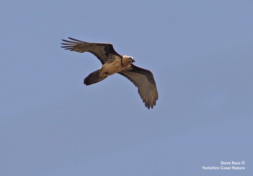  Lammergeier near the Kosi River © Steve Race 