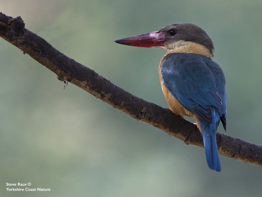  Stork-billed Kingfisher Corbett NP © Steve Race