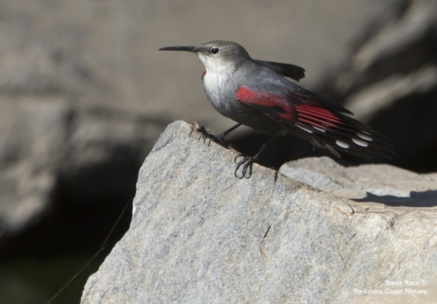  Wallcreeper by the Kosi River © Steve Race 