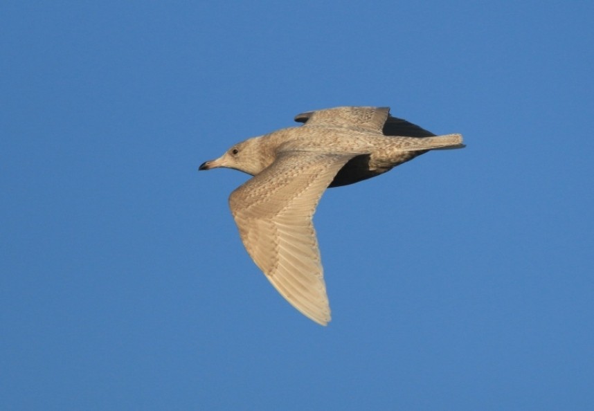  Glaucous Gull Filey January 2017 © Mark Pearson