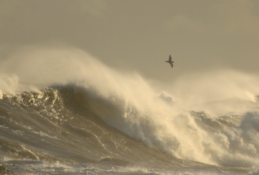  Glaucous Gull arriving in the storm Filey January 2017 © Mark Pearson