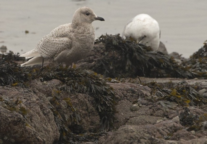 Iceland Gull Scalby January 2017 © Steve Race