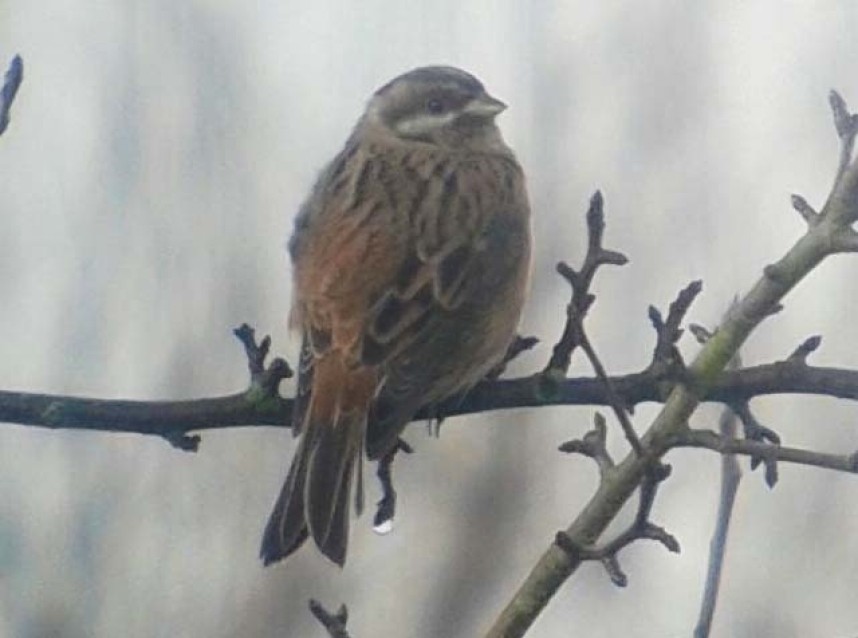  Pine Bunting York January 2017 © Chris Gomersall 