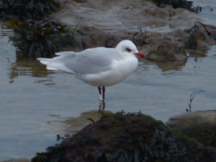  Mediterranean Gull Scarborough January 2017 © Nick Addey 