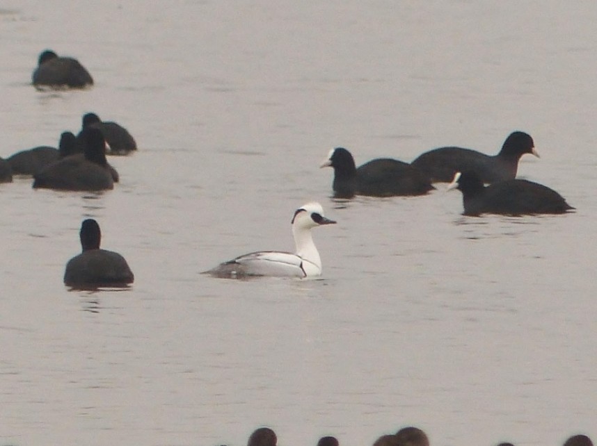  Smew (male) Hornsea Mere January 2017 © Alan Whitehead