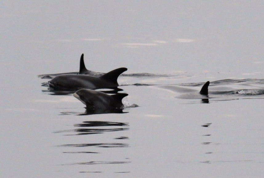  White-beaked Dolphin (archive photo) © Stuart Baines 