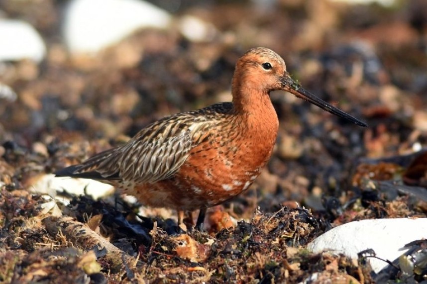  Bar-tailed Godwit South Landing Flamborough © Andy Hood