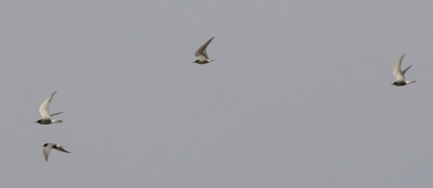  Migrating Black Terns Spurn Bird Observatory Trust
