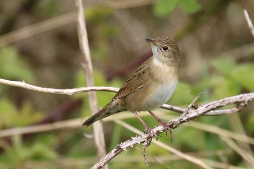  Grasshopper Warbler at Filey © Ian Robinson