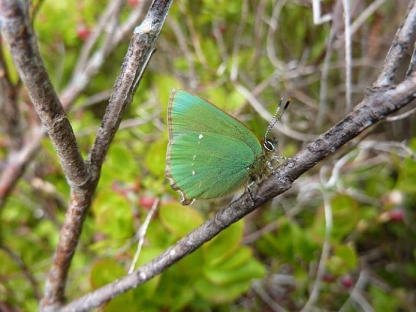   Green Hairstreak © Allan Rodda 