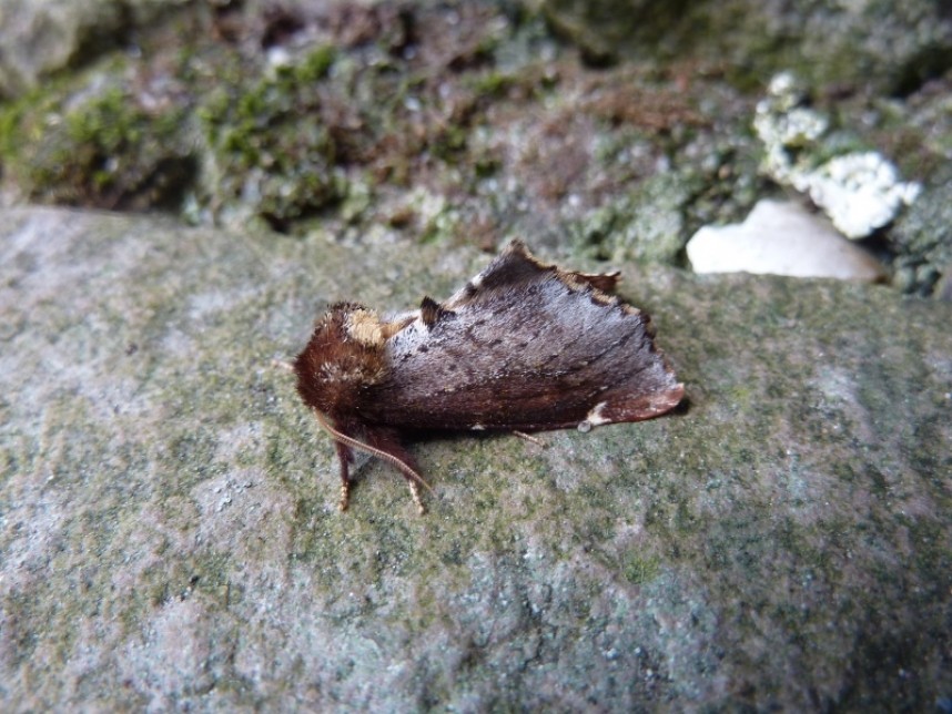  Scarce Prominent Low North Camp © Allan Rodda 