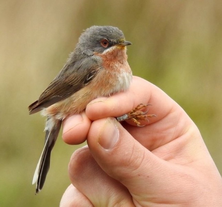  Western Subalpine Warbler at Spurn © Jonnie Fisk 