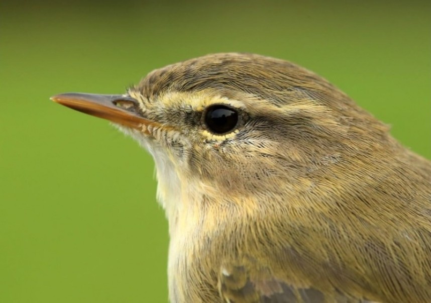  Willow Warbler (Acredula) © Dan Lombard
