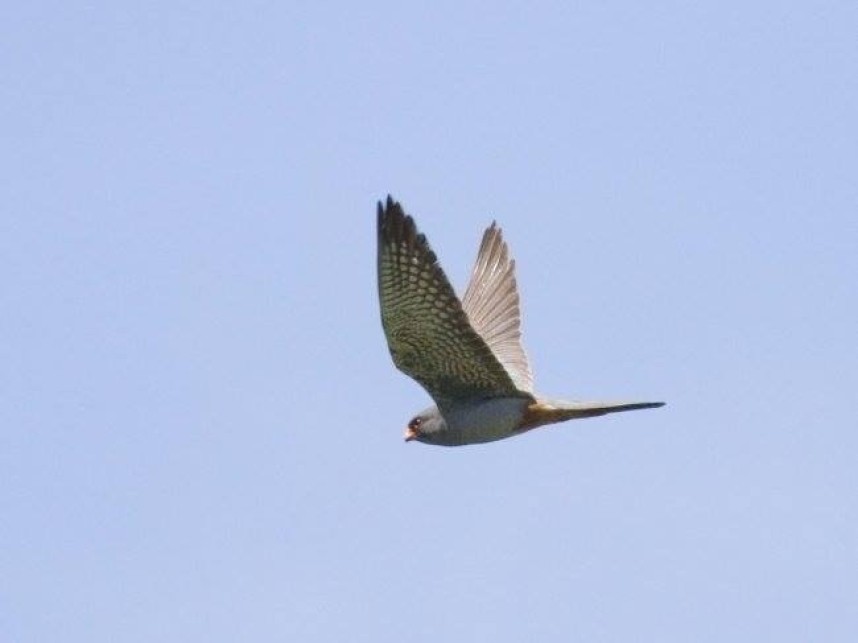  Male Red-footed Falcon Spurn © Tim Jones 