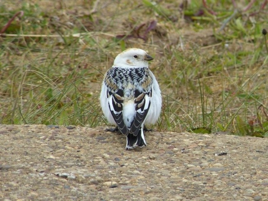  Snow Bunting Spurn © Adam Hutt