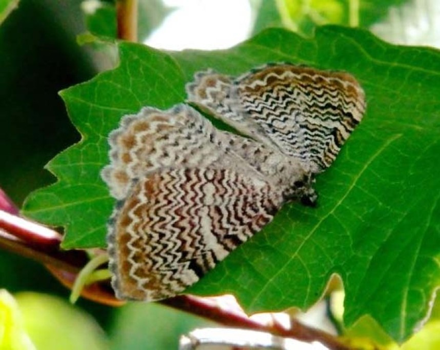  Scalloped Shell © John Gunn 