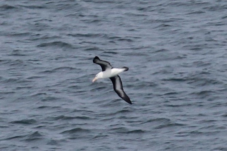  Black-browed Albatross at Bempton © Joe Fryer 