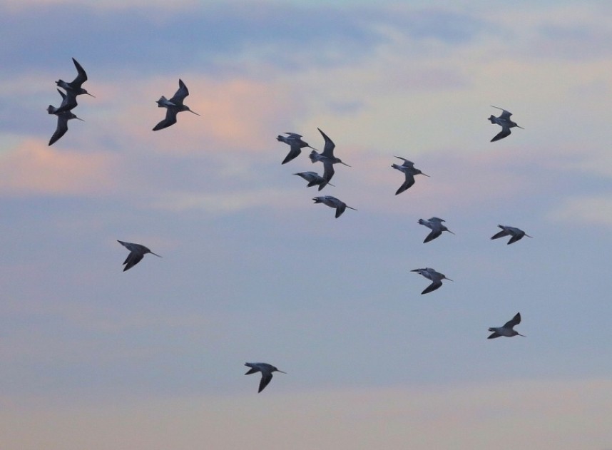  Bar-tailed Godwit © Dan Lombard