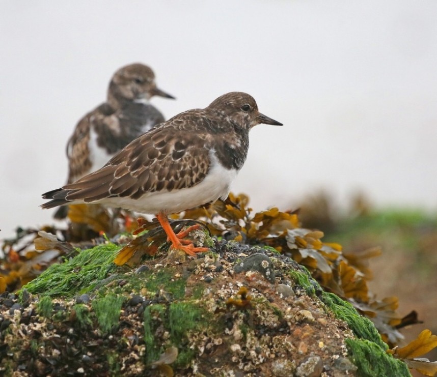  Turnstone ©  Dan Lombard 