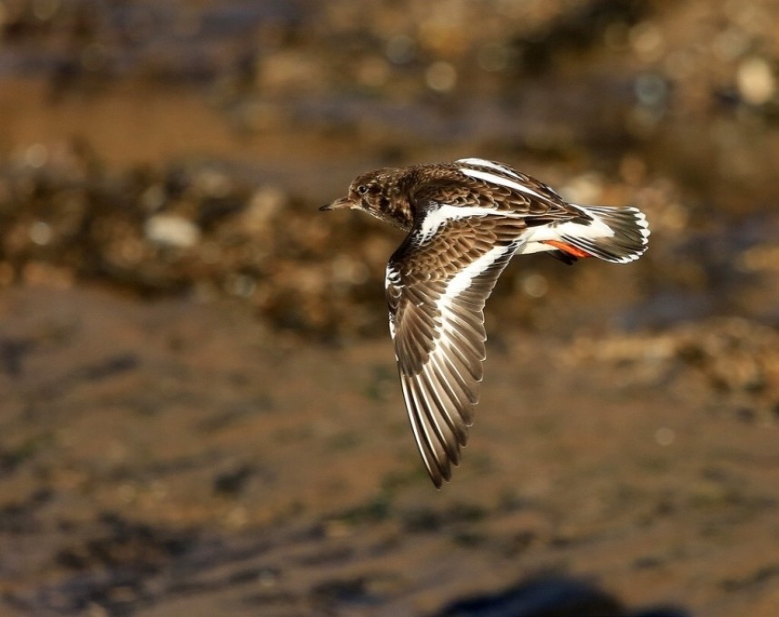  Turnstone ©  Dan Lombard 