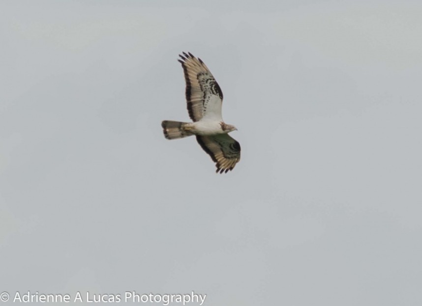  Honey Buzzard © Adrienne Lucas 