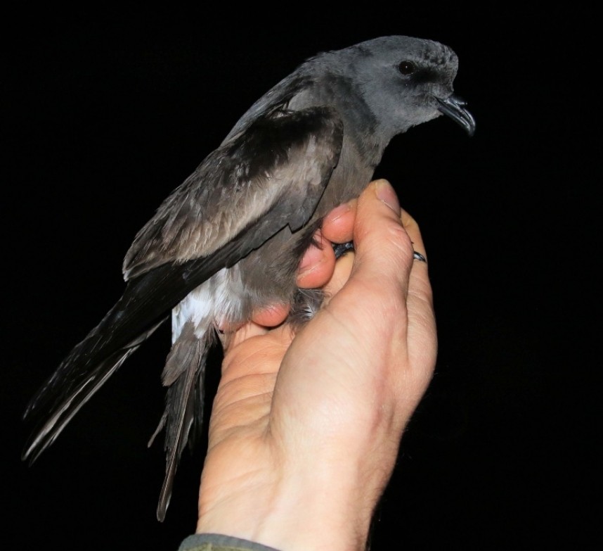  Leach’s Storm-petrel © Dan Lombard