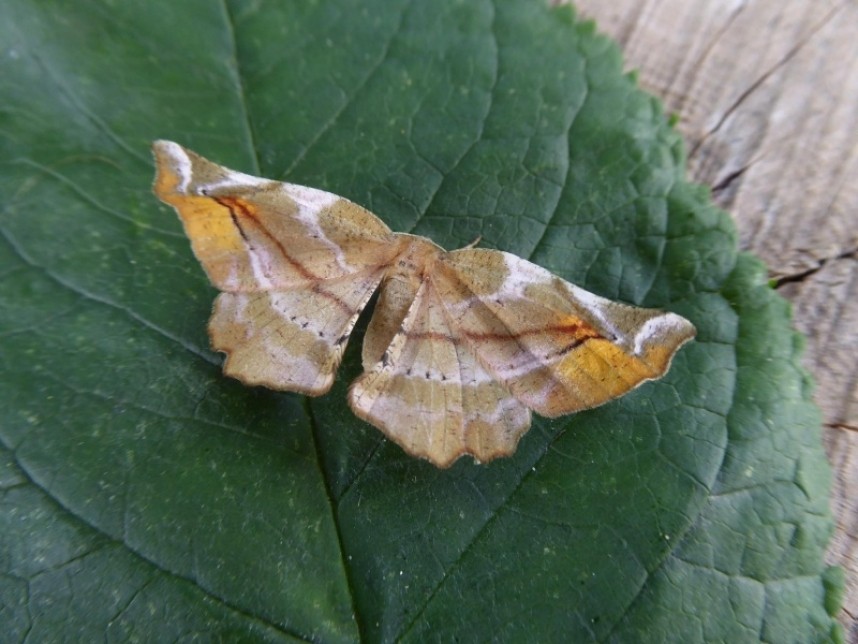  Lilac Beauty Broxa Forest © Allan Roddha 