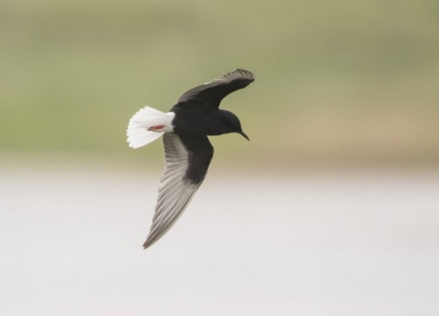  White-winged Tern at Kilnsea © Justin Carr 