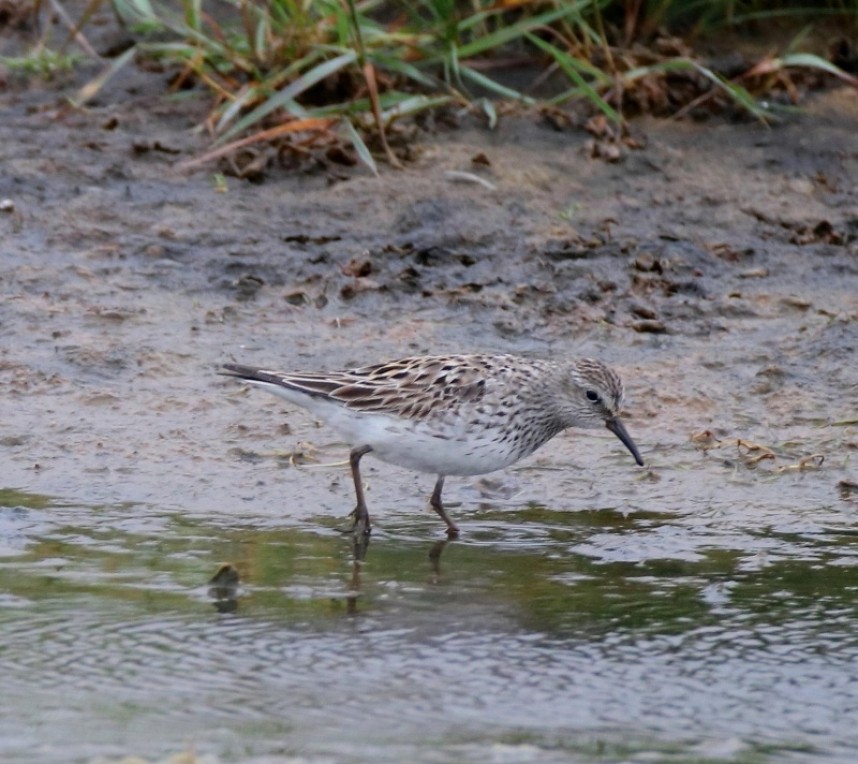  White-rumped Sandpiper at Kilnsea © Nigel Genn