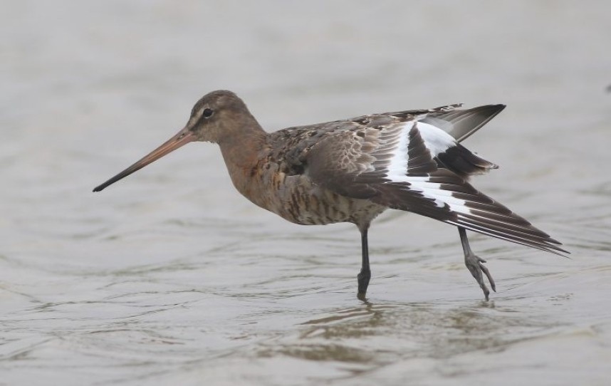  Black-tailed Godwit at Thornwick Pools © Craig Thomas