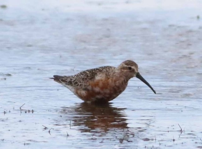  Curlew Sandpiper at Kilnsea © John Hewitt 