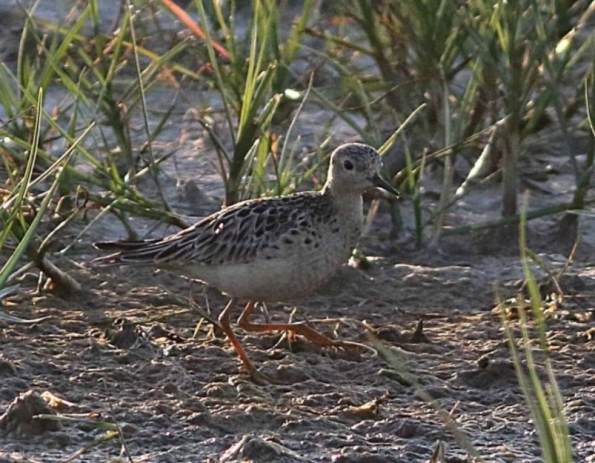  Buff-breasted Sandpiper at Kilnsea © John Hewitt 