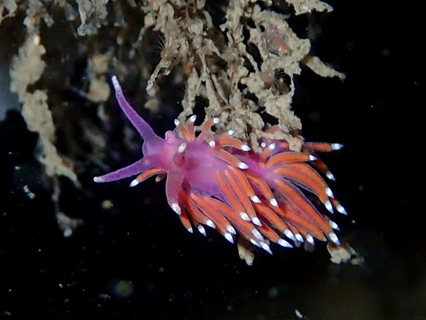  Flabellina pedata in the Calf Allen Rocks area © Paula Lightfoot 