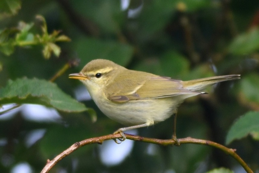  Greenish Warbler Bempton © Andy Hood