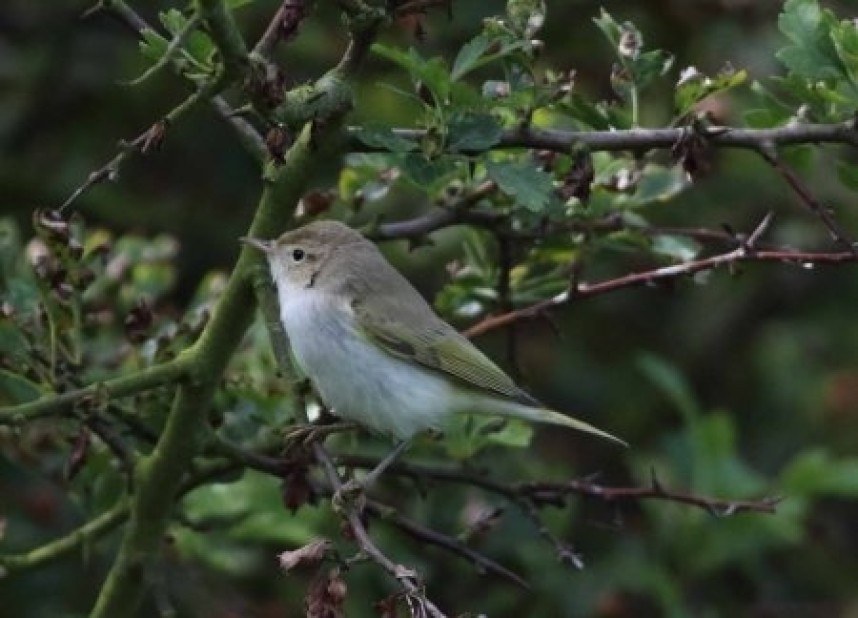  Western Bonelli's Warbler Easingon © John Hewitt