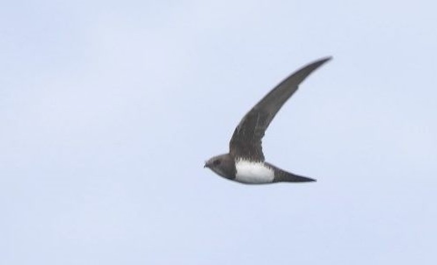  Alpine Swift Bempton © Craig Thomas 