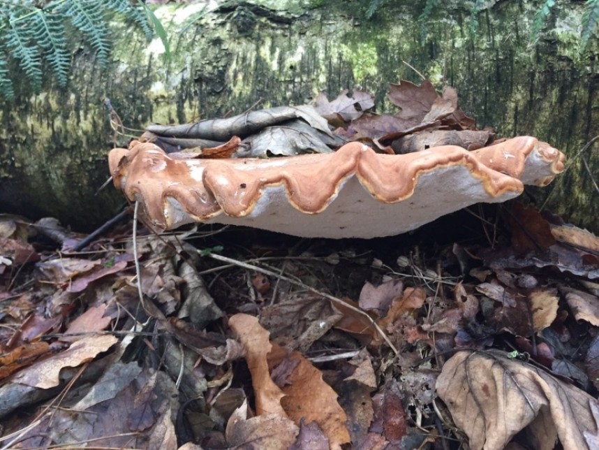  Birch Polypore © Sue Halstead 