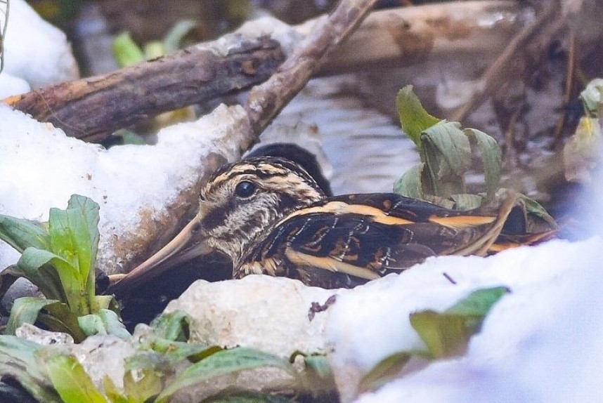  Jack Snipe at Thornwick Pools Flamborough © Andy Hood
