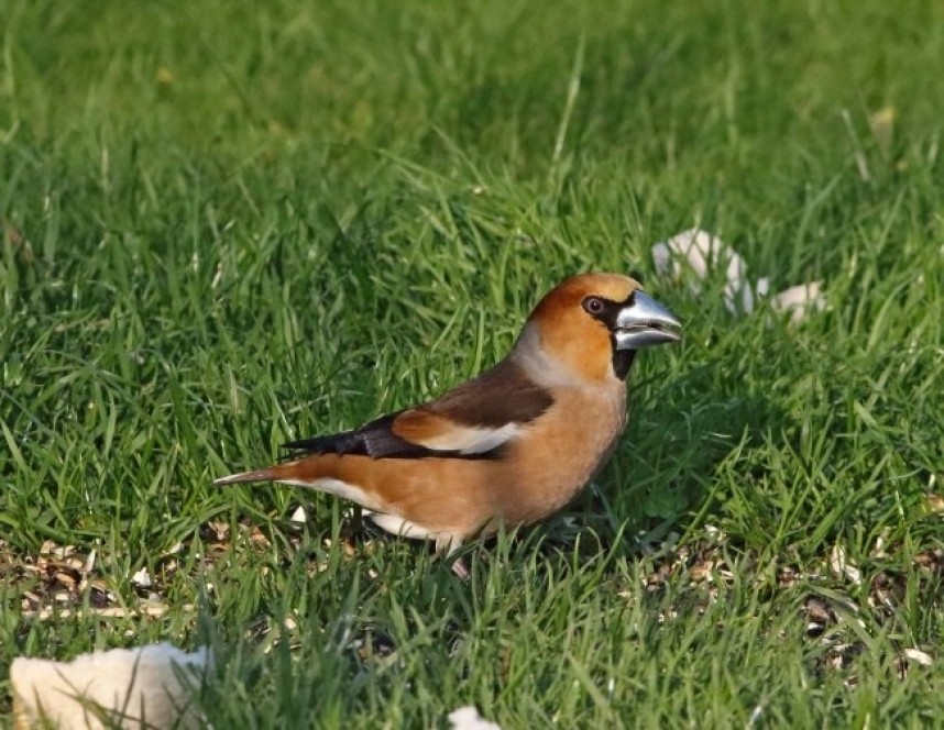  Hawfinch at Spurn © John Hewitt