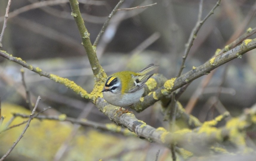  Firecrest at Huntcliff © Damian Money