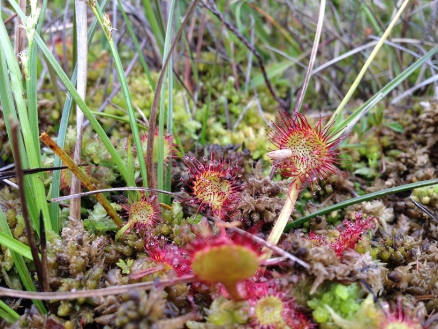  Round-leaved Sundew © Richard Baines