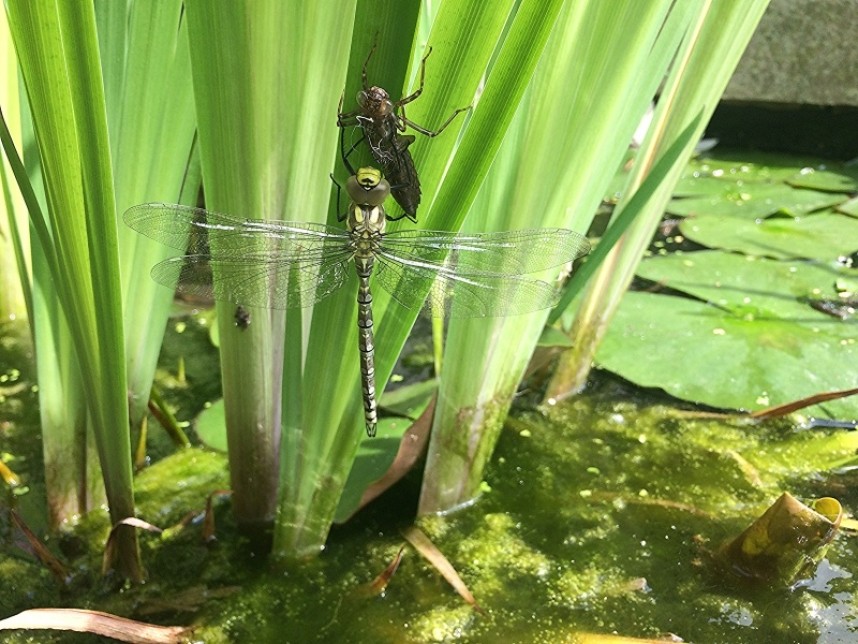  Southern Hawker © Jo Ruth