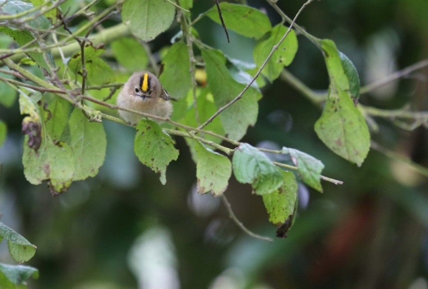  Goldcrest © Richard Baines